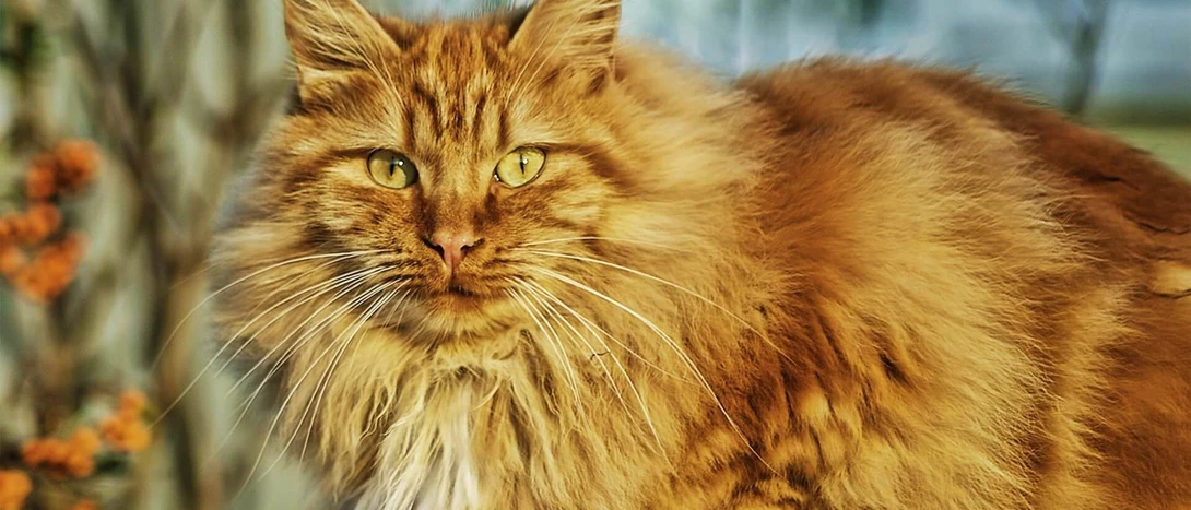 Gato dos Bosques da Noruega
