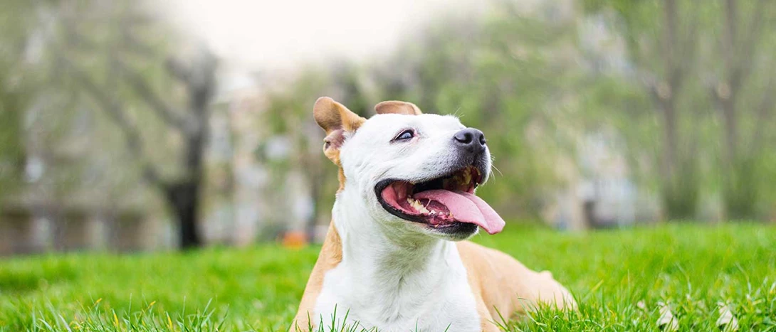 American Staffordshire Terrier