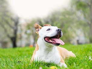 American Staffordshire Terrier