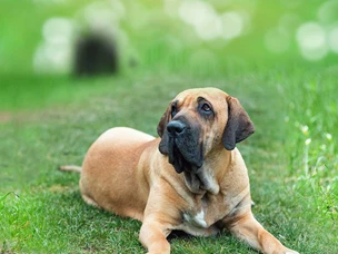 Cão de Fila Brasileiro