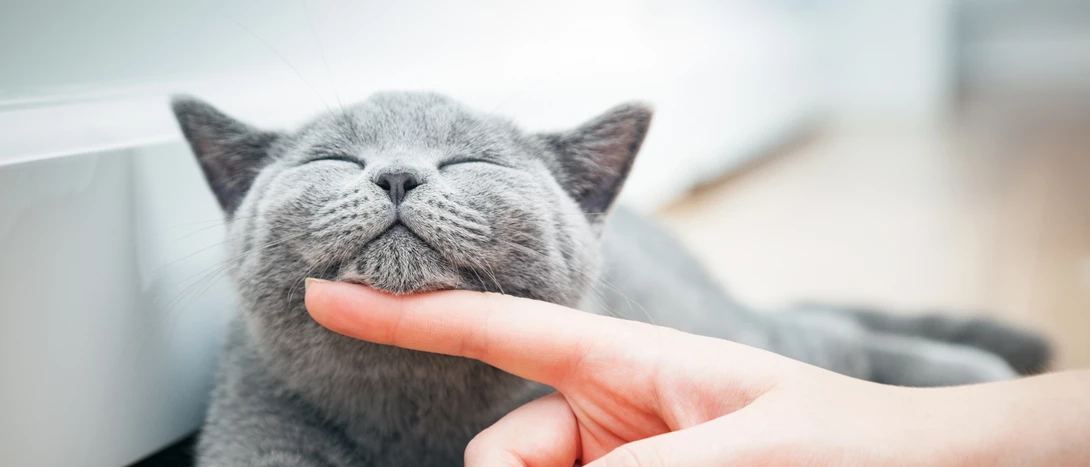 imagem de uma pessoa a fazer festas a um gato