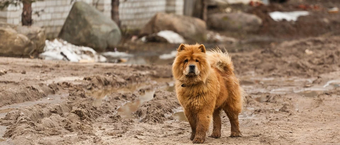 Chow-Chow