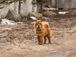 Chow-Chow