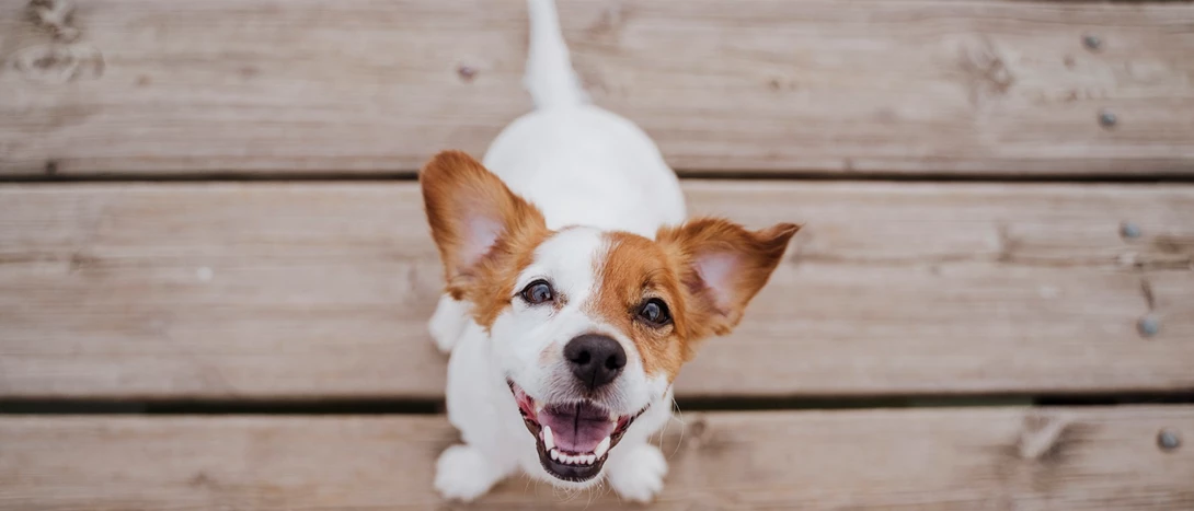 Hotel para cães