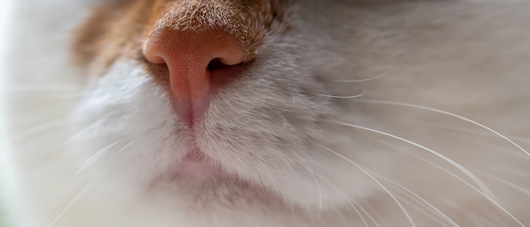 Como medir a temperatura dos gatos