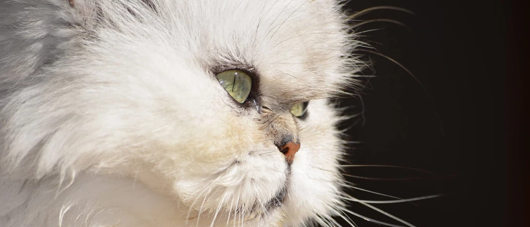 gato persa