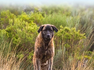 Cão da Serra da Estrela