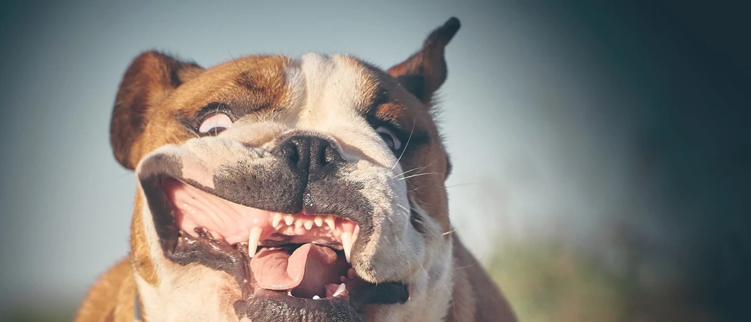 Bulldog Inglês