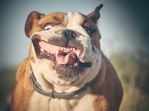 Bulldog Inglês