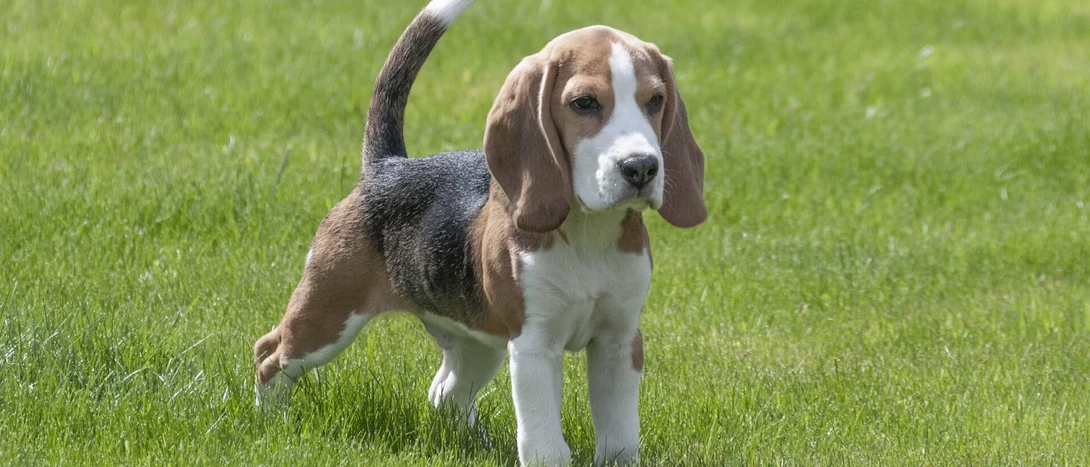 Beagle