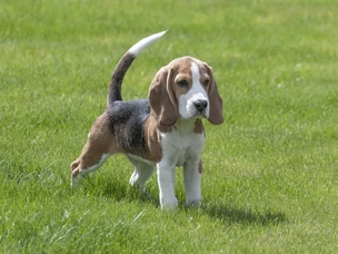 Beagle