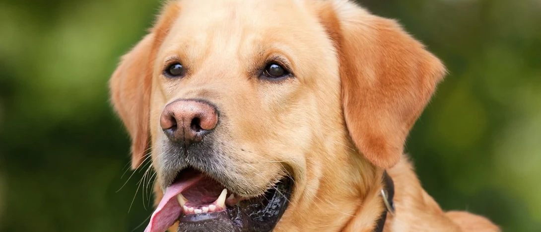 labrador retriever