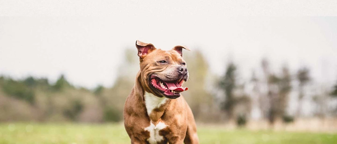 Staffordshire Bull Terrier