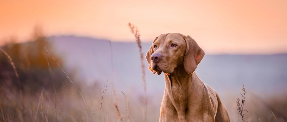 cães de caça
