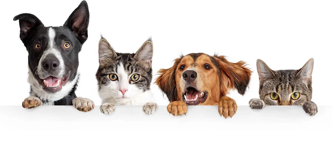 Visão dos cães e gatos
