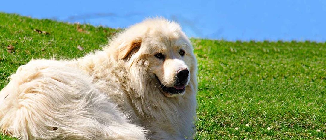 Cão de Montanha dos Pirenéus