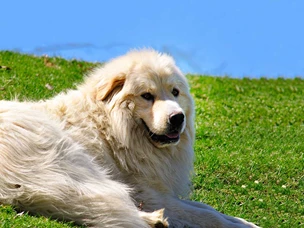 Cão de Montanha dos Pirenéus
