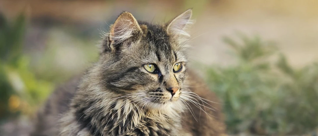 Gravidez psicológica em gatos