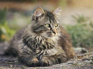 Gravidez psicológica em gatos