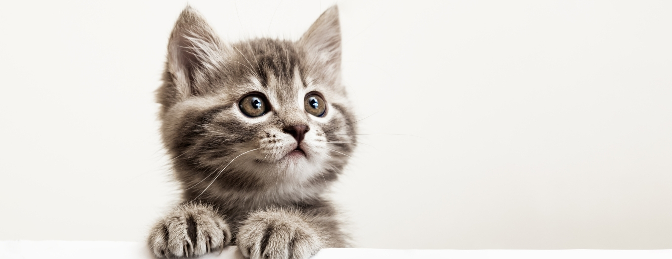 Nomes Para Gatos E Gatas