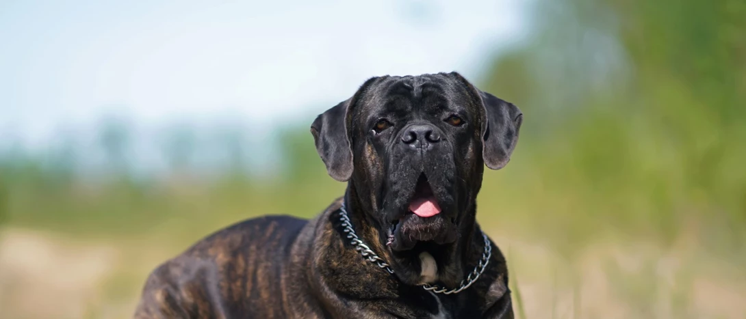 cane corso