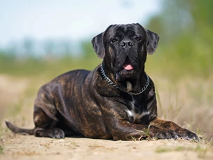 cane corso
