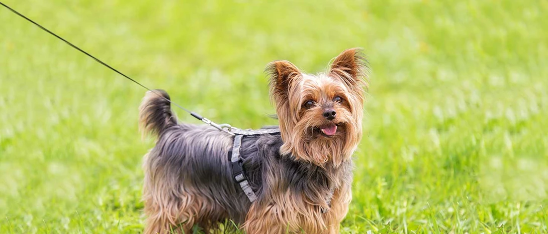 Yorkshire Terrier