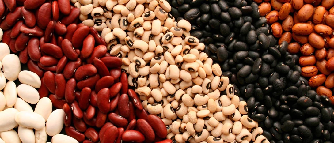 Tipo de Feijão, Receitas e Benefícios