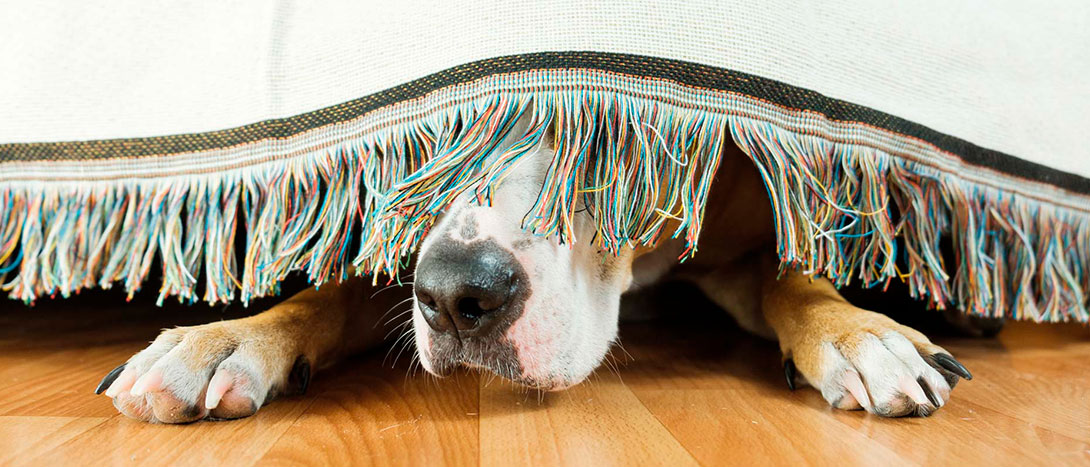 Como acalmar um cão