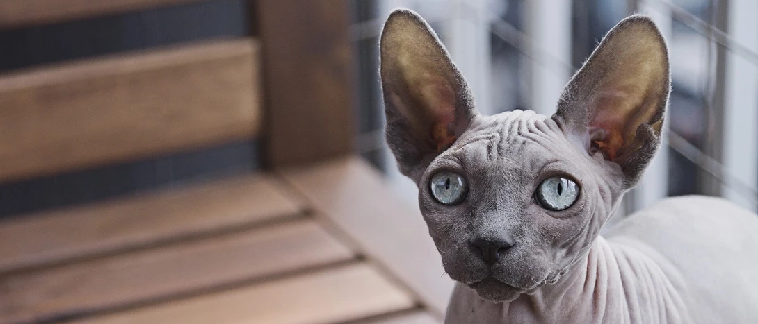 Gato Sphynx