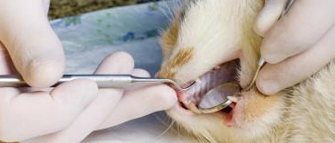Gatos Crescimento Bacteriano