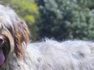 Cão Serra Aires