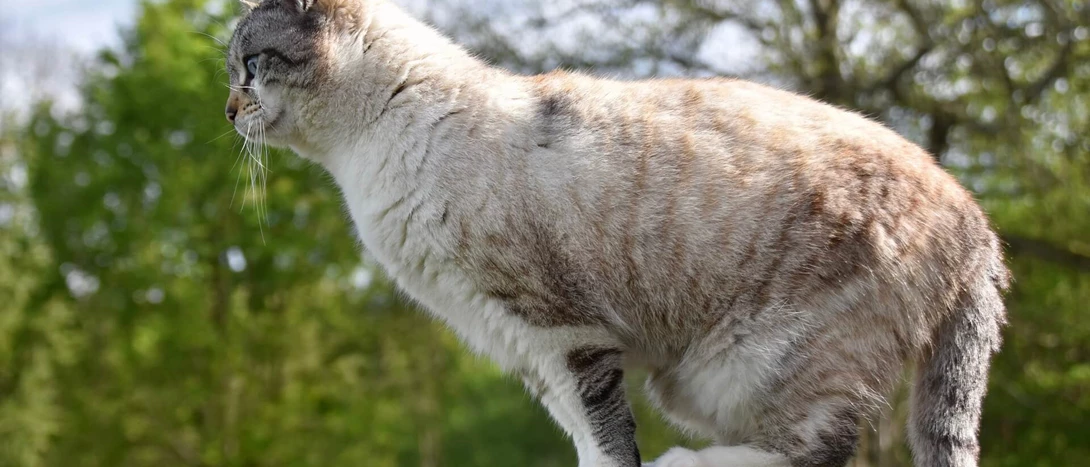 gato tem 7 vidas