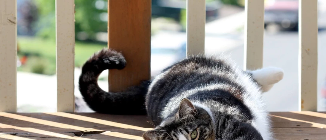 gato american shorthair