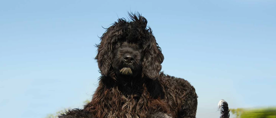 Cão de Água Português