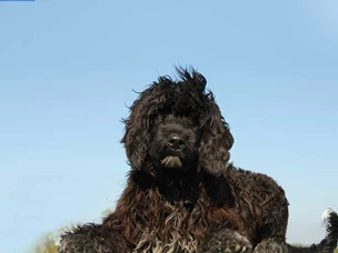 Cão de Água Português