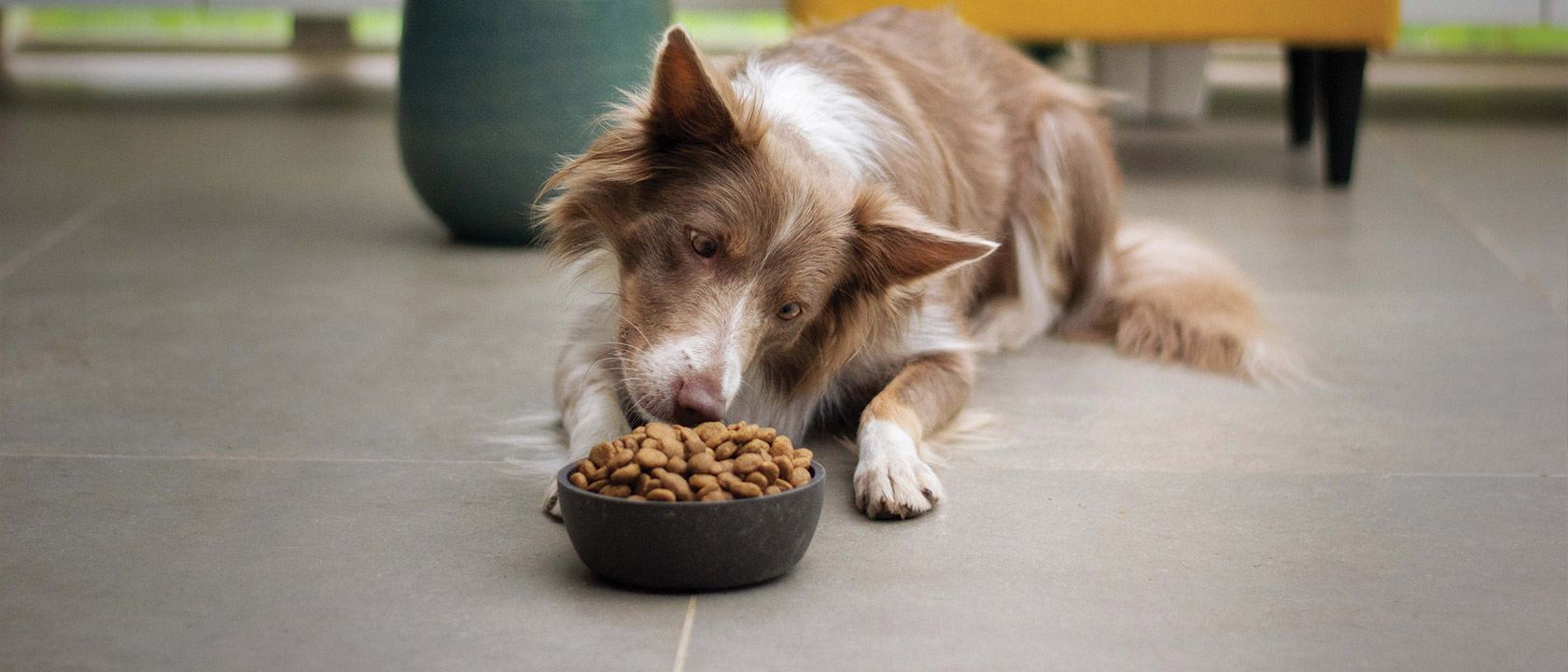 Fases de vida dos animais: alimentação