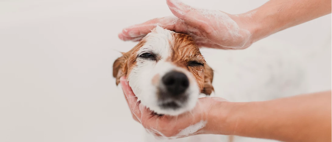 imagem de uma pessoa a dar banho a um cão