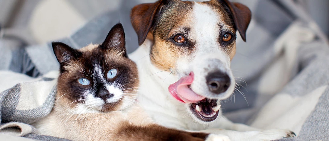 Queda de pelo em cães e gatos