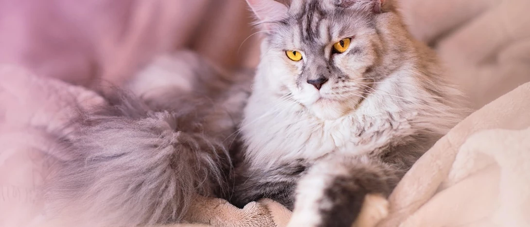 gato maine coon