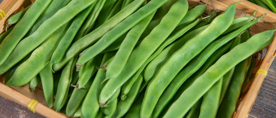 Feijão Verde