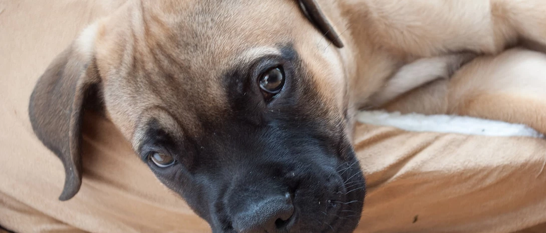 Bullmastiff