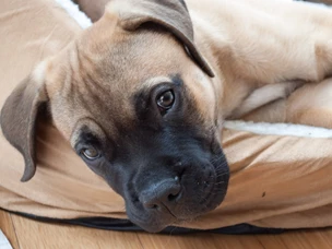 Bullmastiff