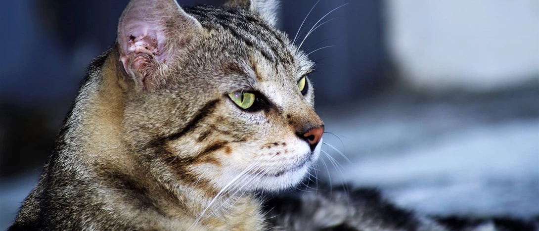 Gato Europeu