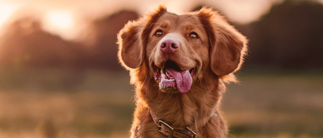 Locais Pet Friendly: restaurantes e alojamento