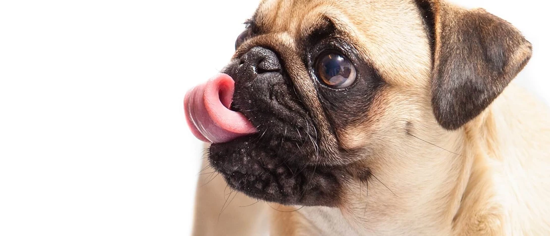 Pug