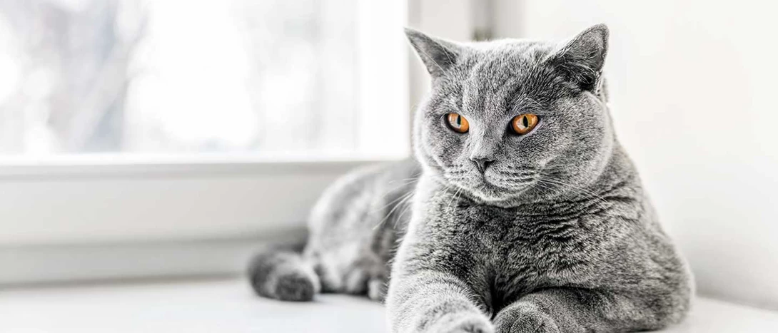 British Shorthair