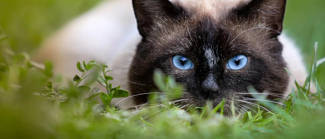Gato Siamês