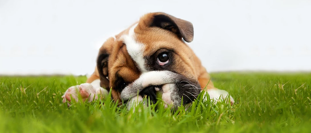 Otite Canina