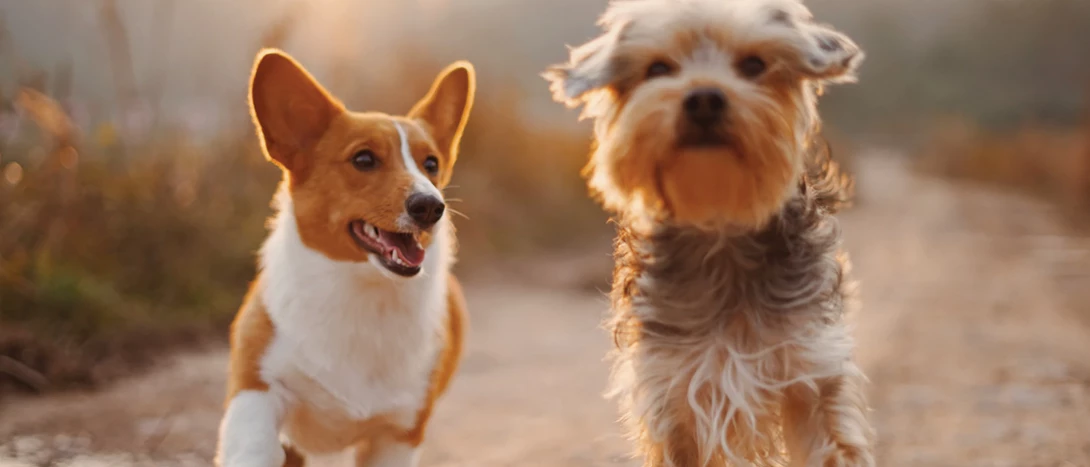 Cão de pequeno porte